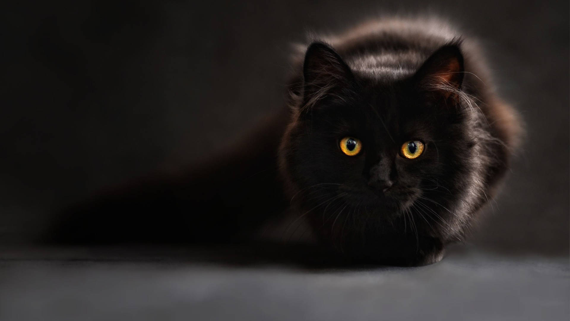 A cool and mysterious black cat stares out of the window Wallpaper