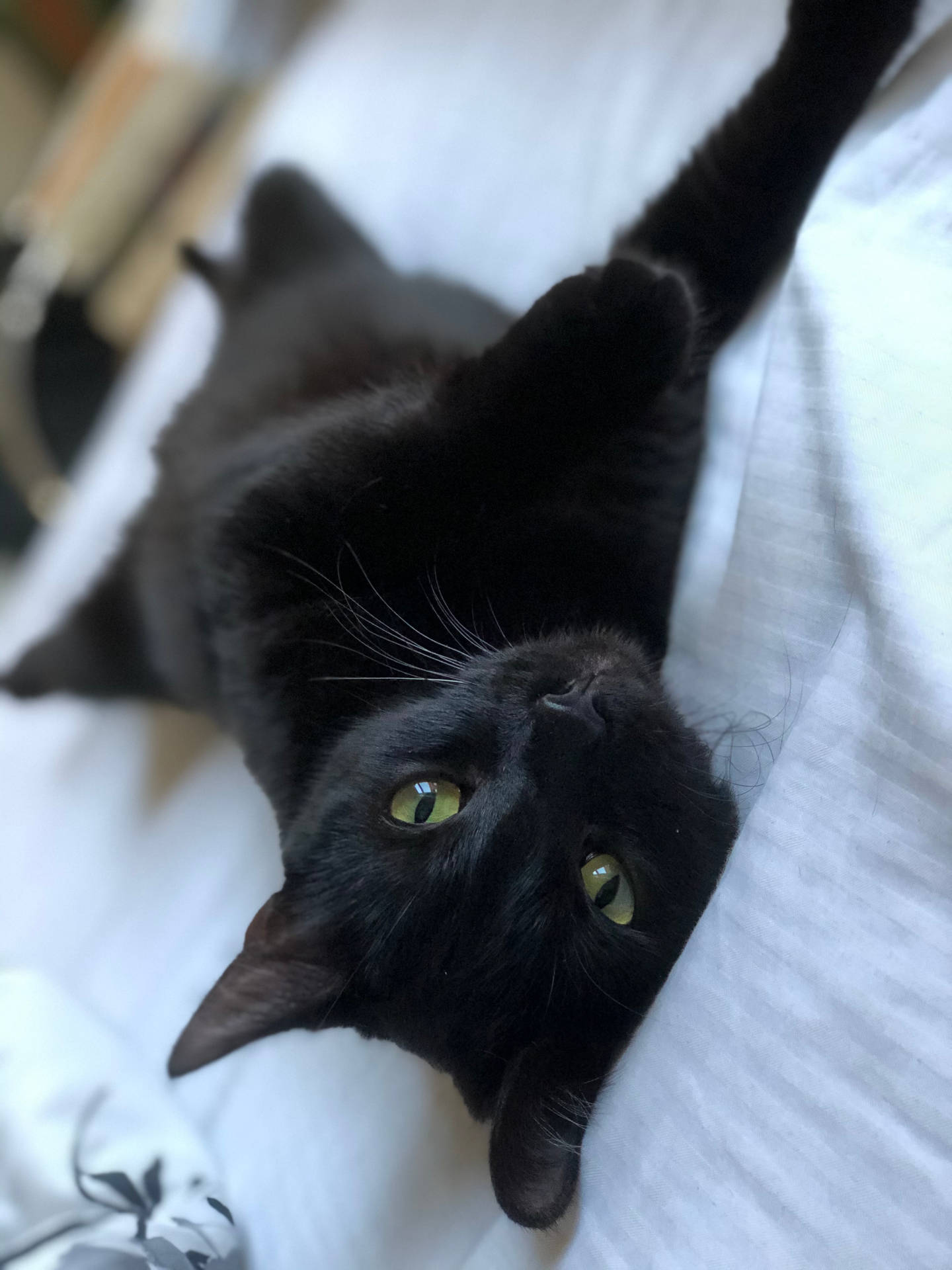 Black Cat On Bed Wallpaper