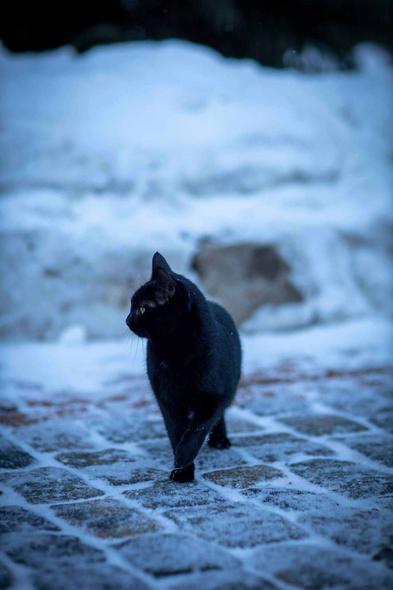 Black Cat On Snowy Cobblestone