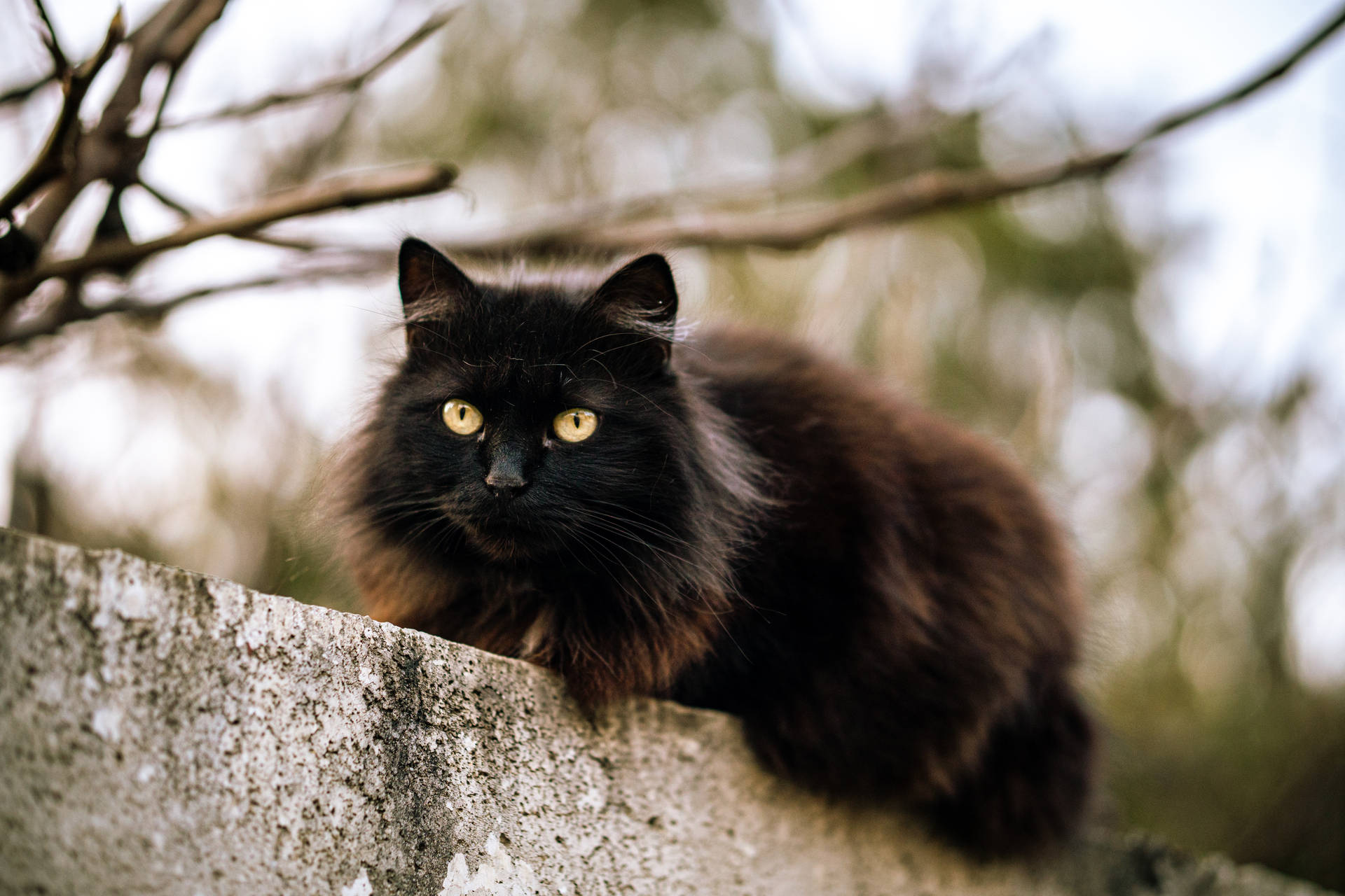 Black Cat On Stone Wall
