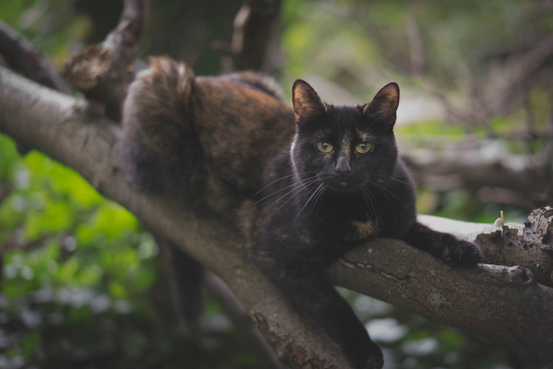 Black Cat On Tree Branch Wallpaper