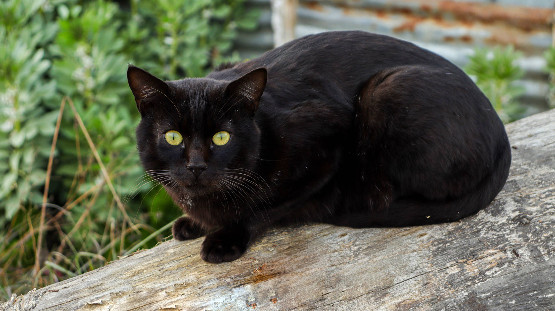 Black Cat On Wooden Log