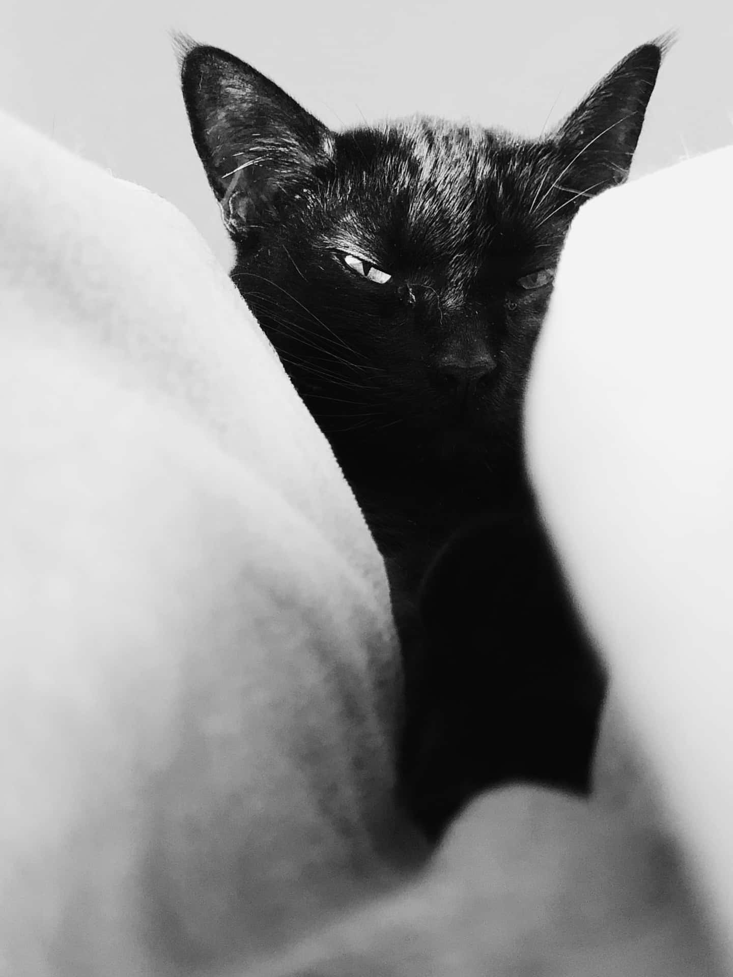 Black Cat Peering Through Blankets Wallpaper