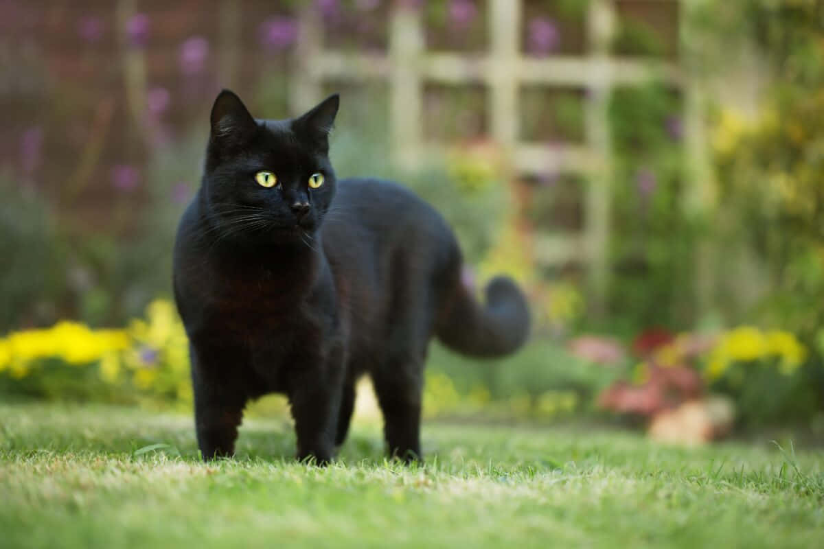 A Black Cat Standing On The Grass