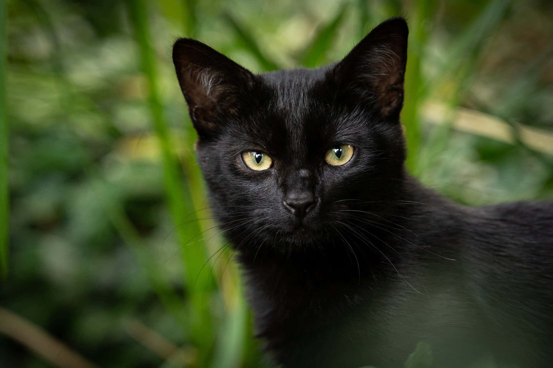 A happy cat enjoying her days in the garden