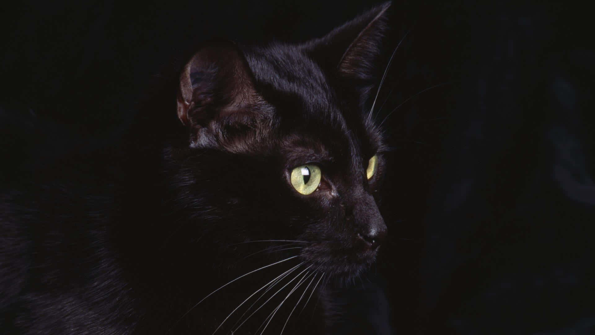 A Black Cat With Green Eyes Is Staring At The Camera