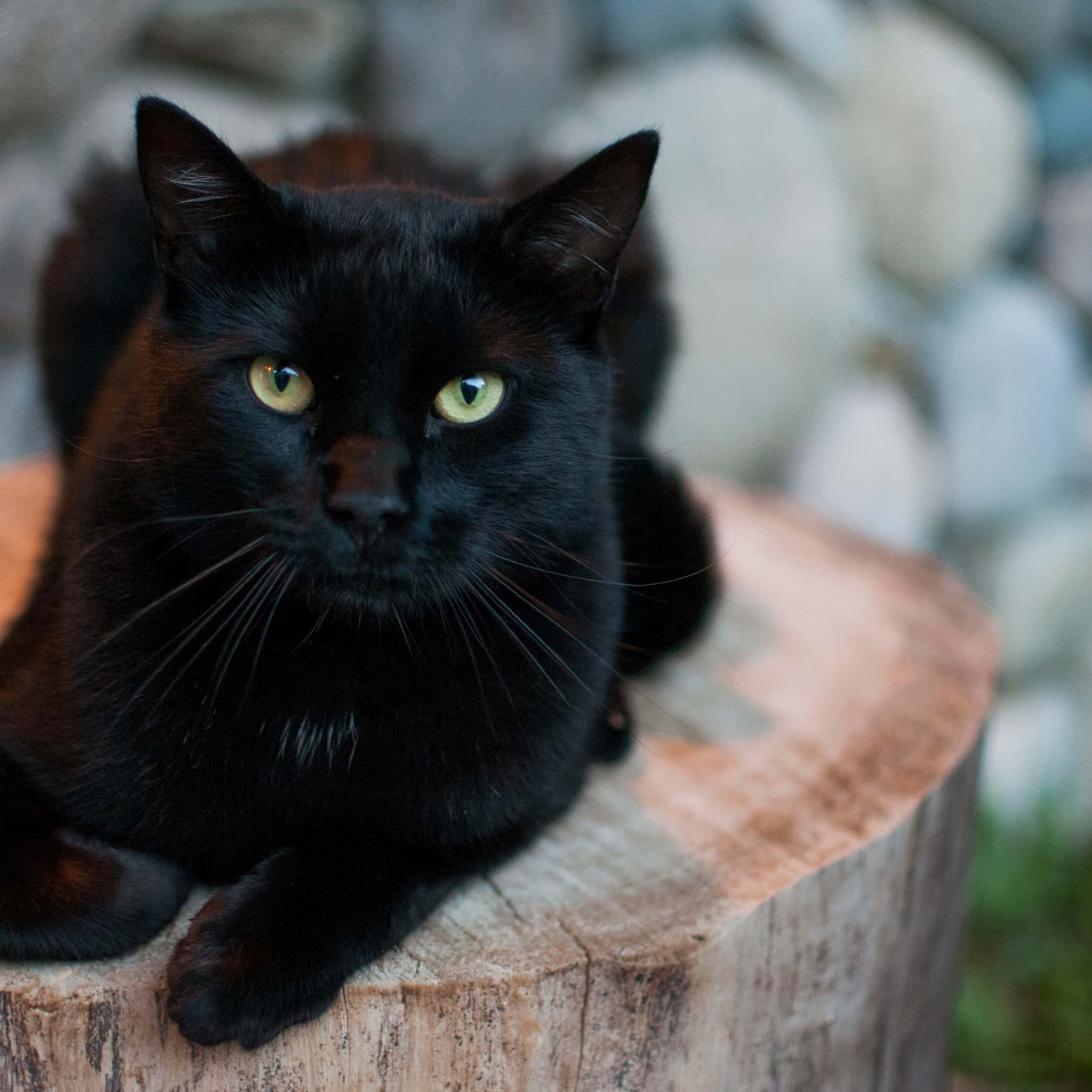 A Black Cat Is Sitting On A Stump