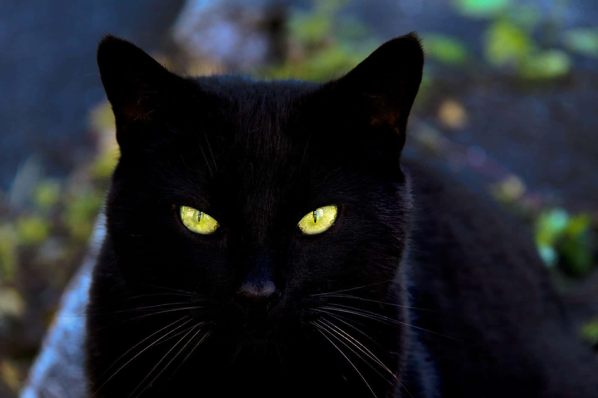 "The Black Cat Lurks"