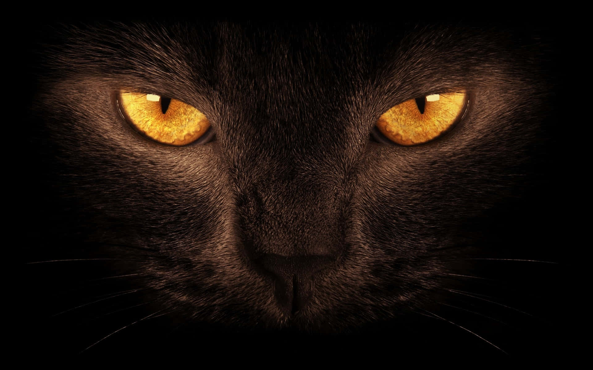 This sultry black cat peers out of the dark with a knowing look.