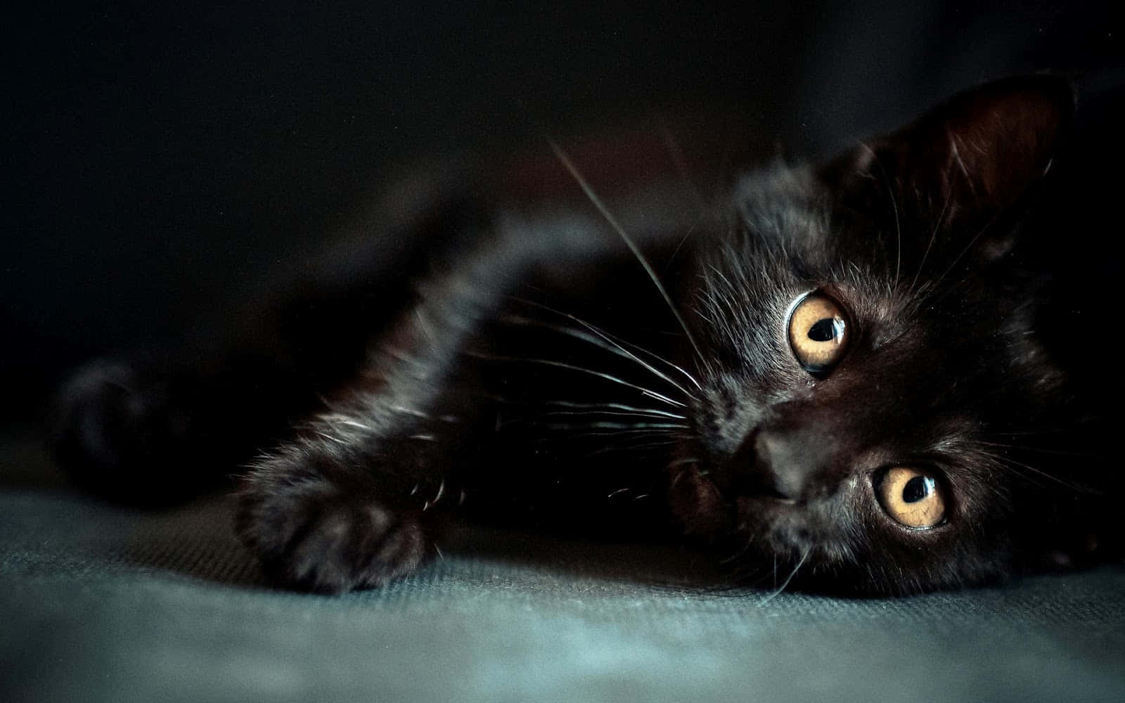 "Who says black cats are bad luck?"