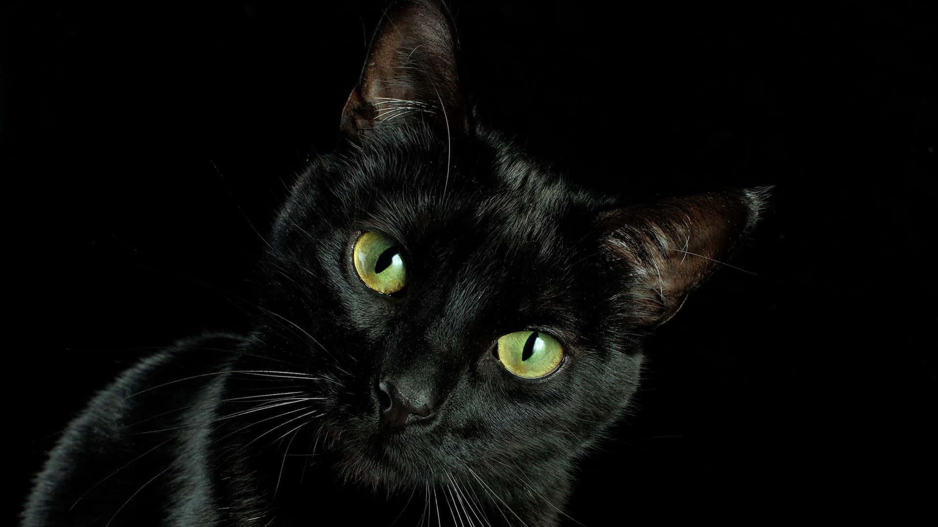 Meet Midnight, my precious black cat