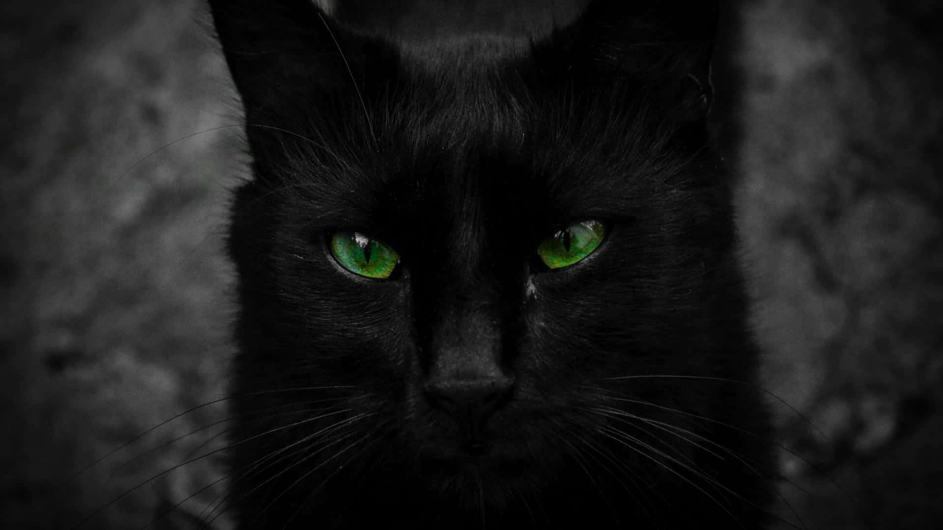 "The Independent Gaze of a Black Cat"