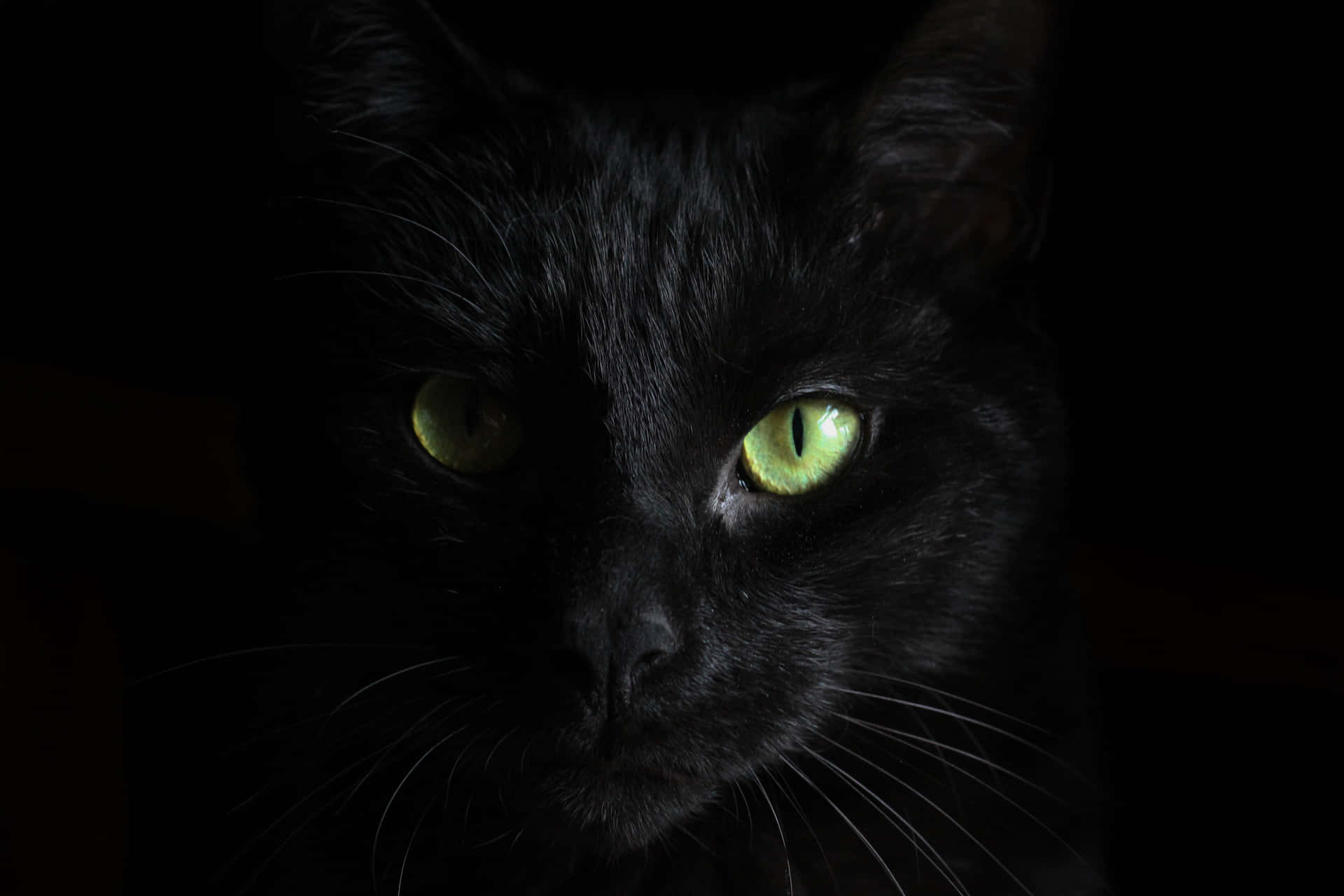 Dennabedårande Svarta Katt Njuter Av En Middagsvila I Solen.