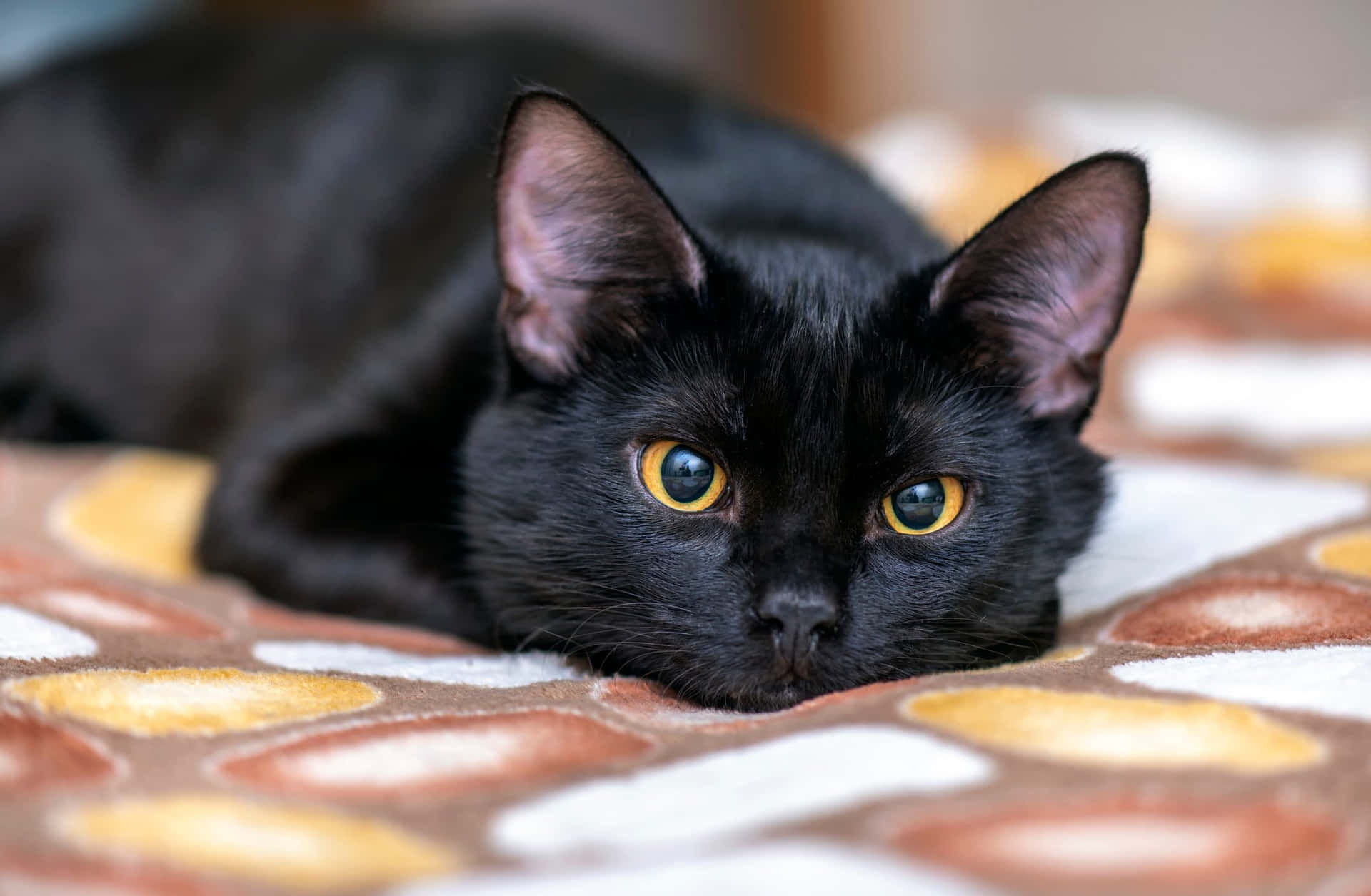 A Black Cat Laying On A Bed With Yellow Eyes