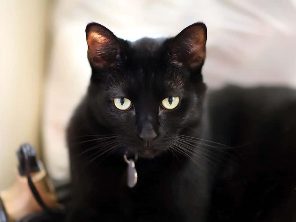 A Black Cat With Green Eyes Is Sitting On A Bed
