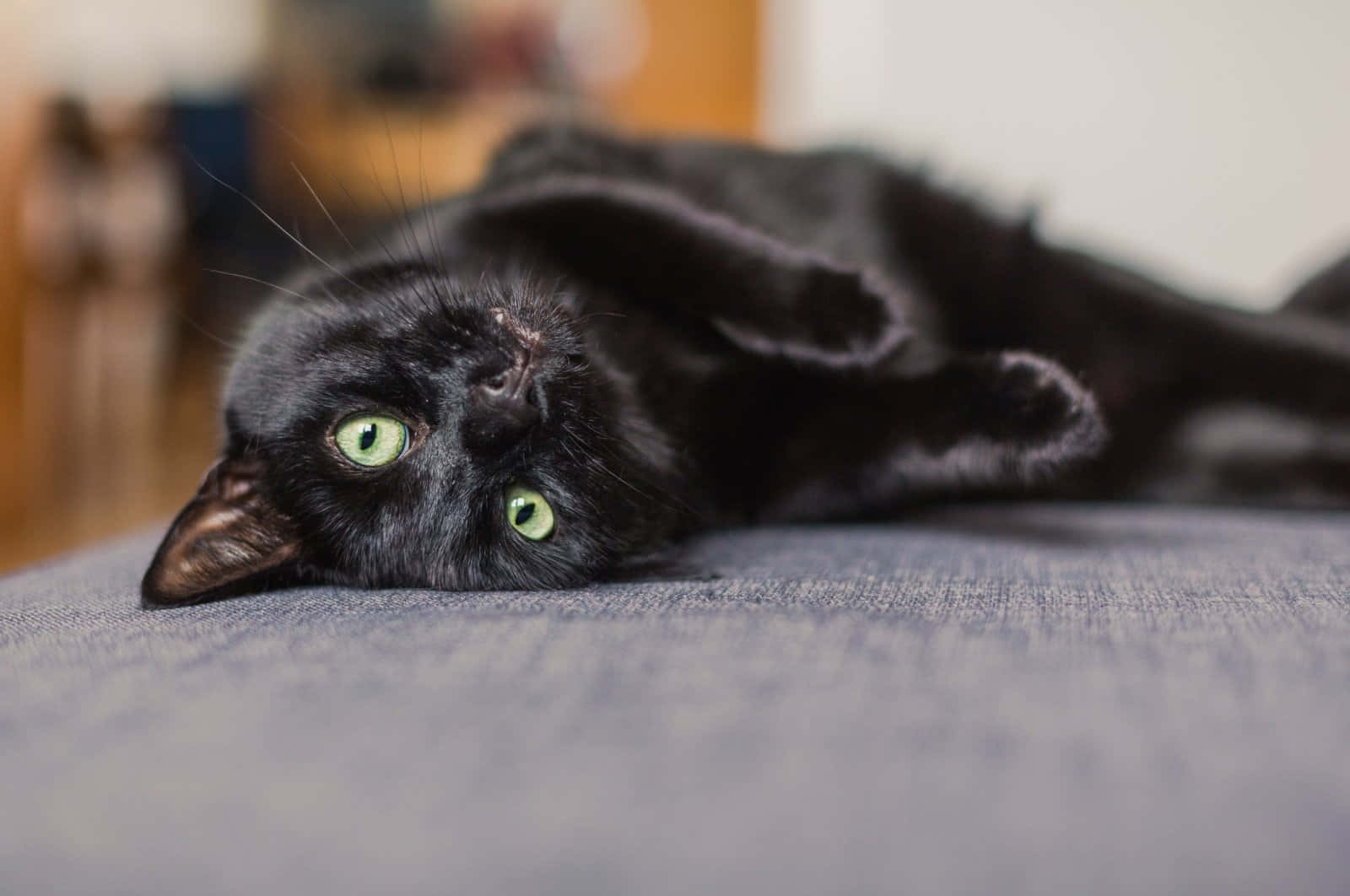 An inquisitive black cat stares into the camera