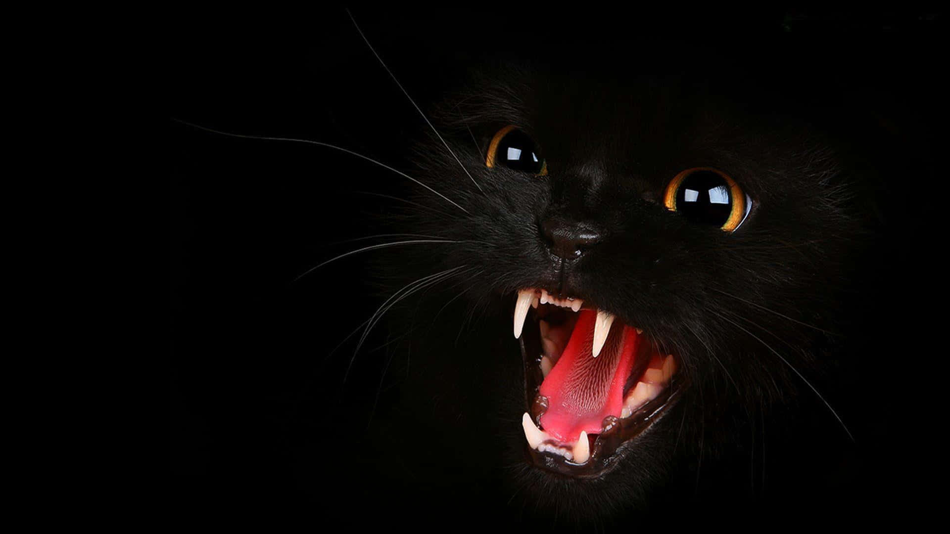 Eineneugierige Schwarze Katze Sitzt Auf Einer Hölzernen Plattform Und Ist Bereit, Die Welt Zu Erkunden.