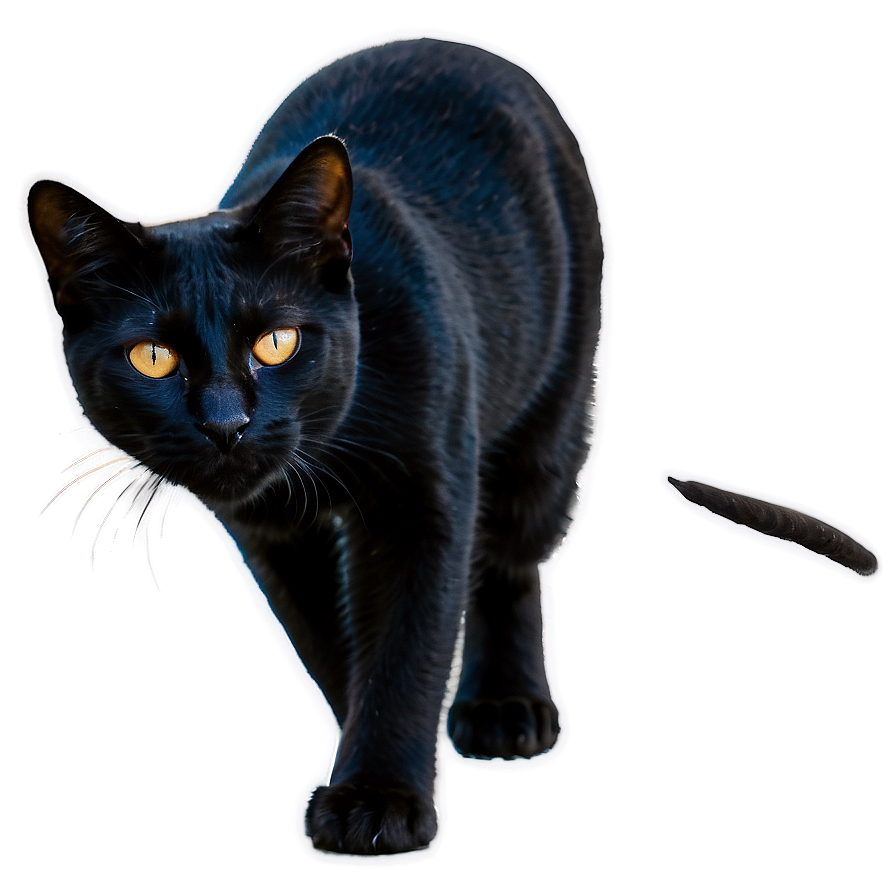 Black Cat Png 05252024 PNG