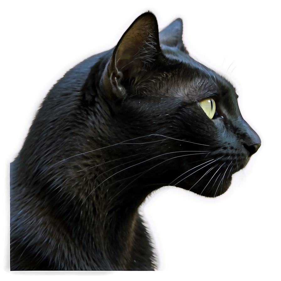 Black Cat Profile Png Esv PNG