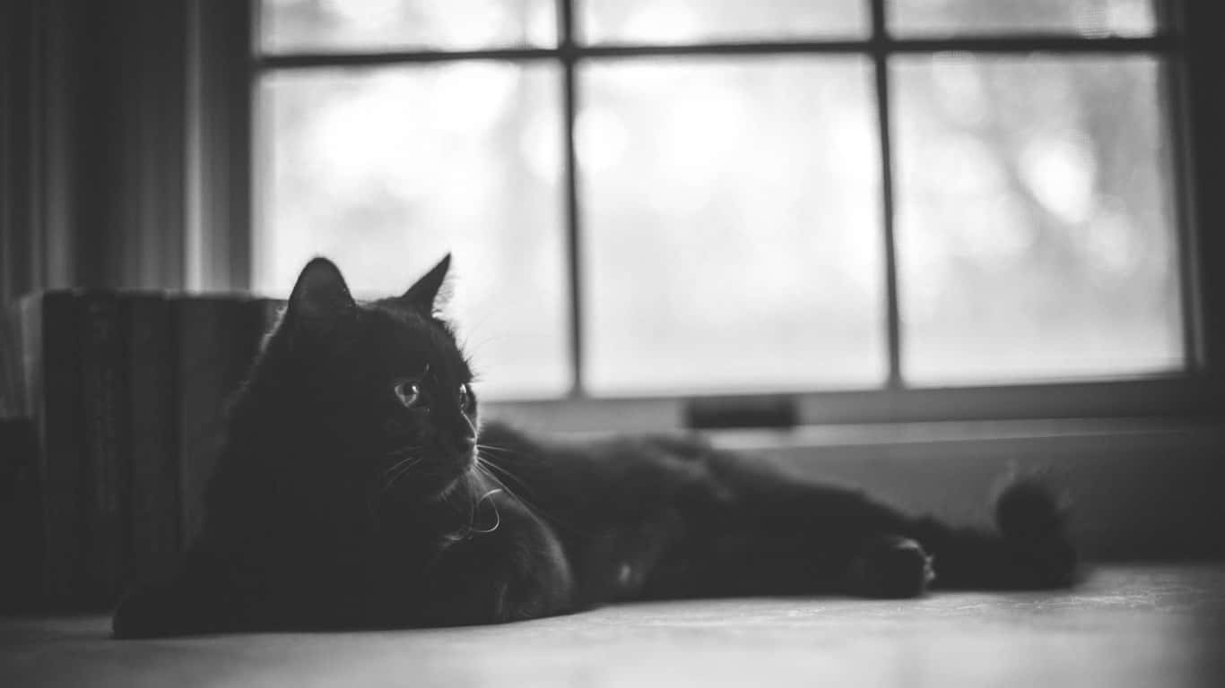Black Cat Relaxingby Window Wallpaper