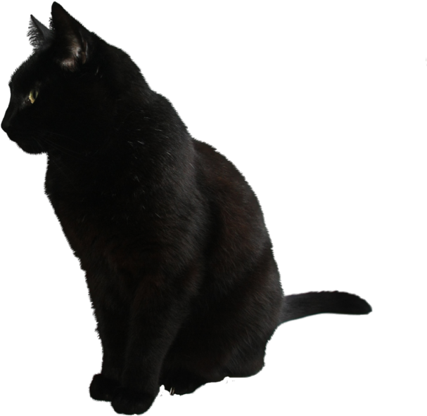 Black Cat Side View PNG