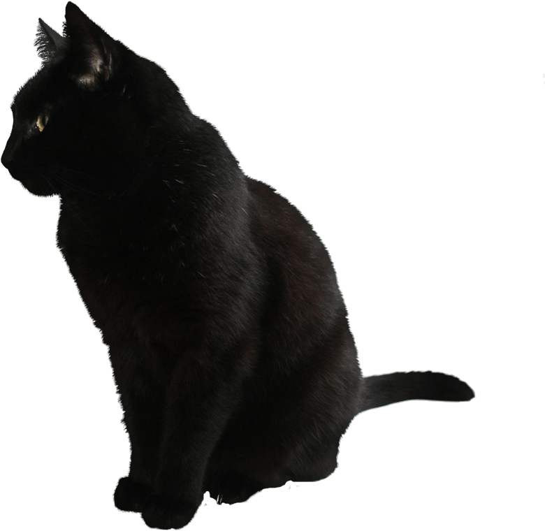 Black Cat Side View Profile PNG