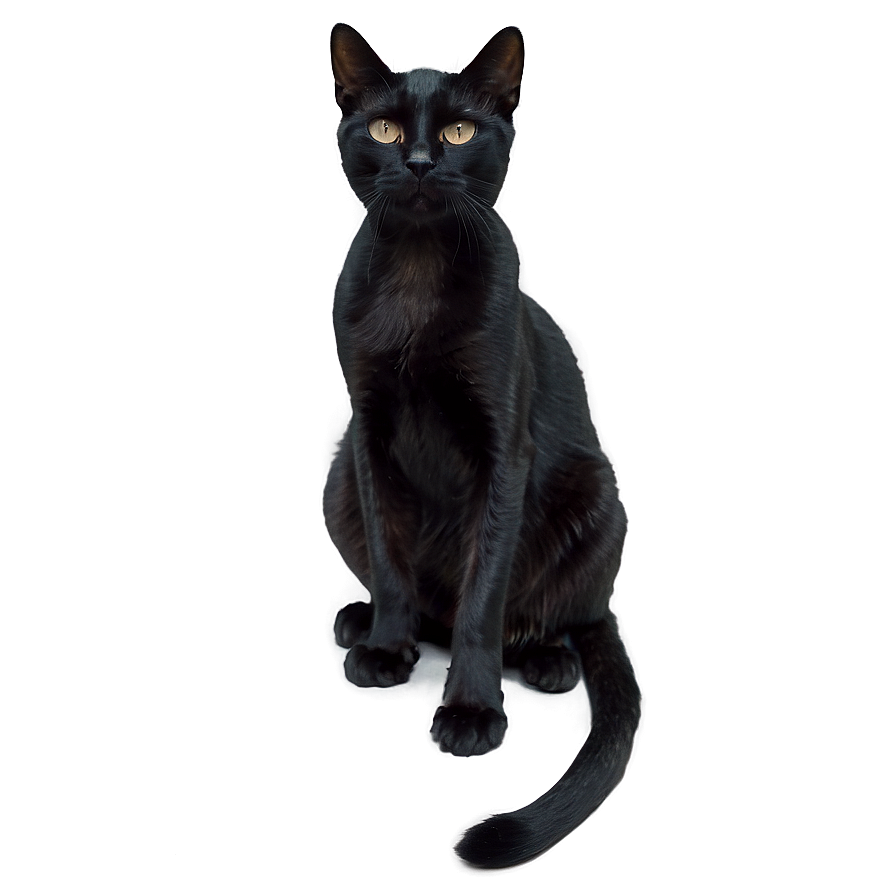 Black Cat Sitting Png 05232024 PNG