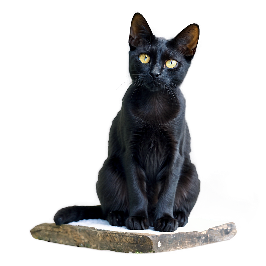 Black Cat Sitting Png Pee6 PNG