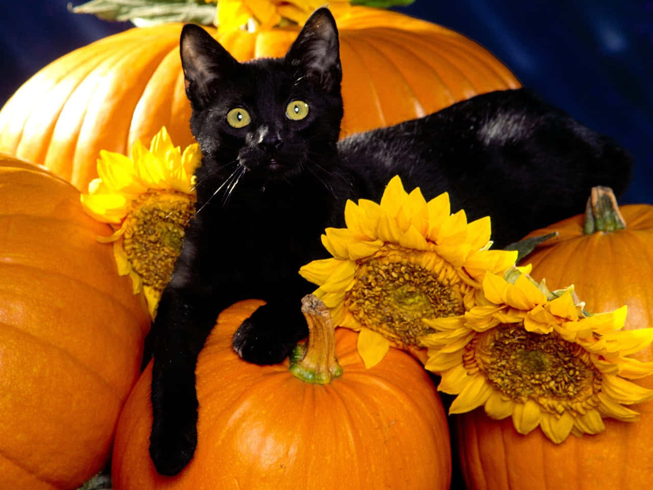 Black Cat Sunflowers Pumpkins Halloween Wallpaper