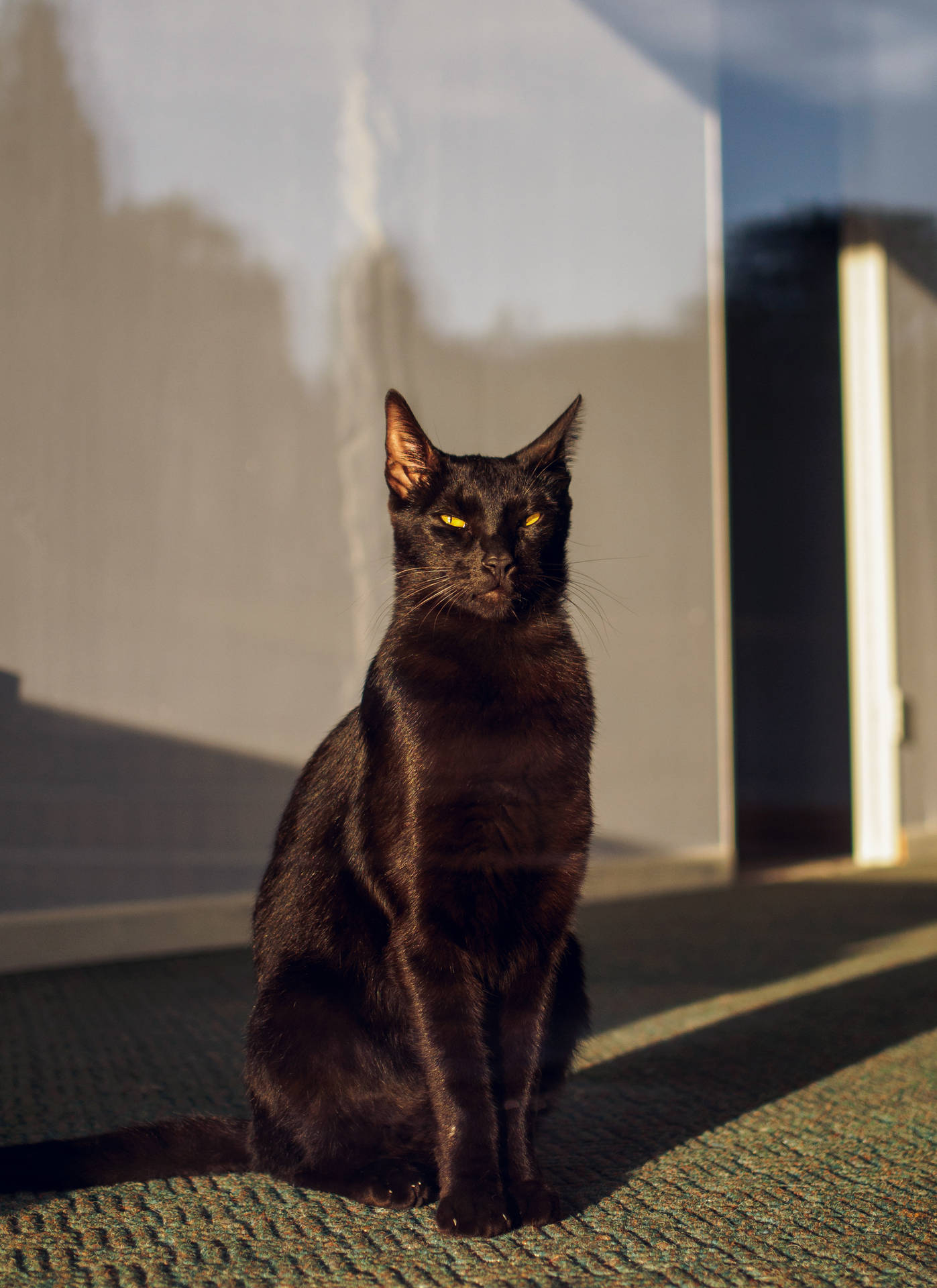 Black Cat Sunny Window