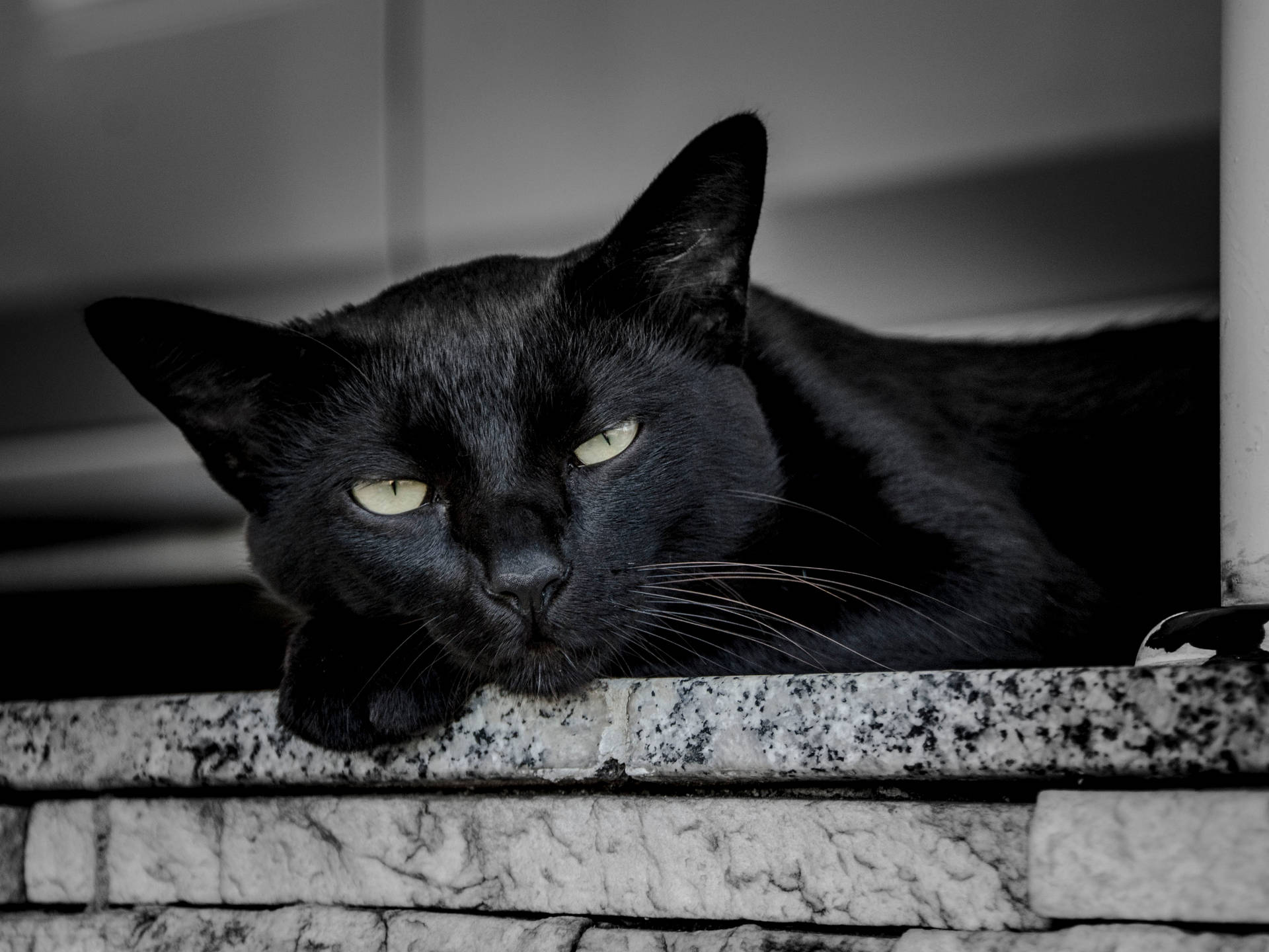 Black Cat Waking Up