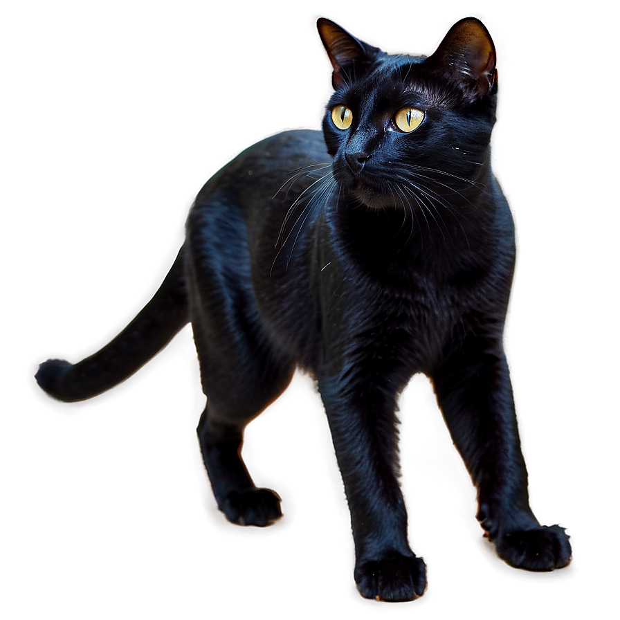 Black Cat Walking Png 05232024 PNG