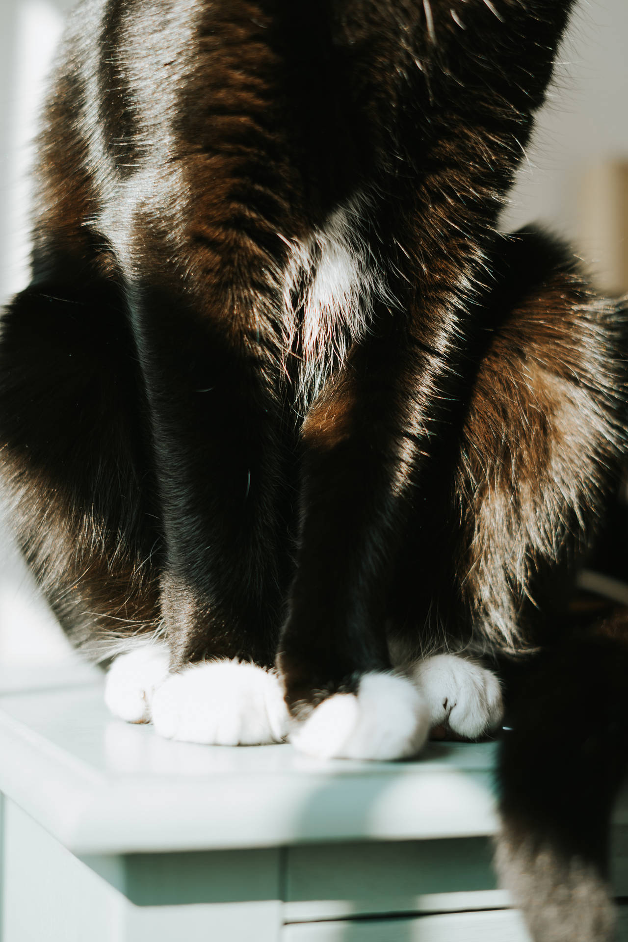 Black Cat White Paws