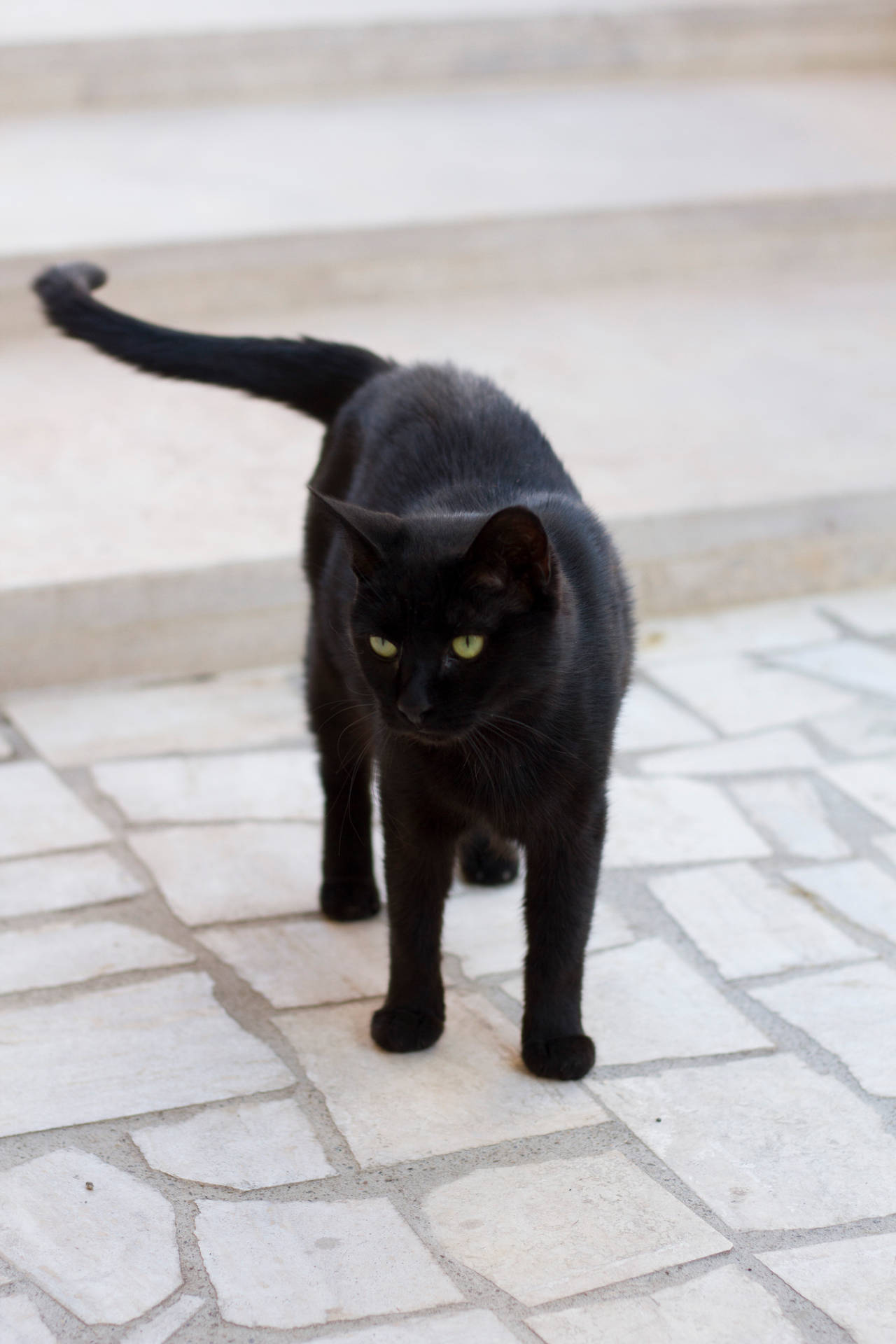 Black Cat White Stone
