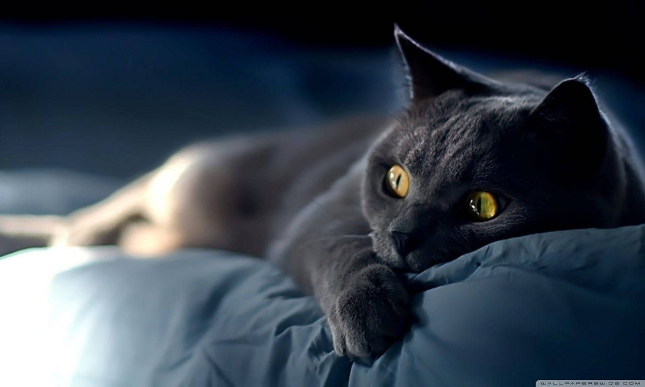 Ojosgrandes De Gato Negro Fondo de pantalla
