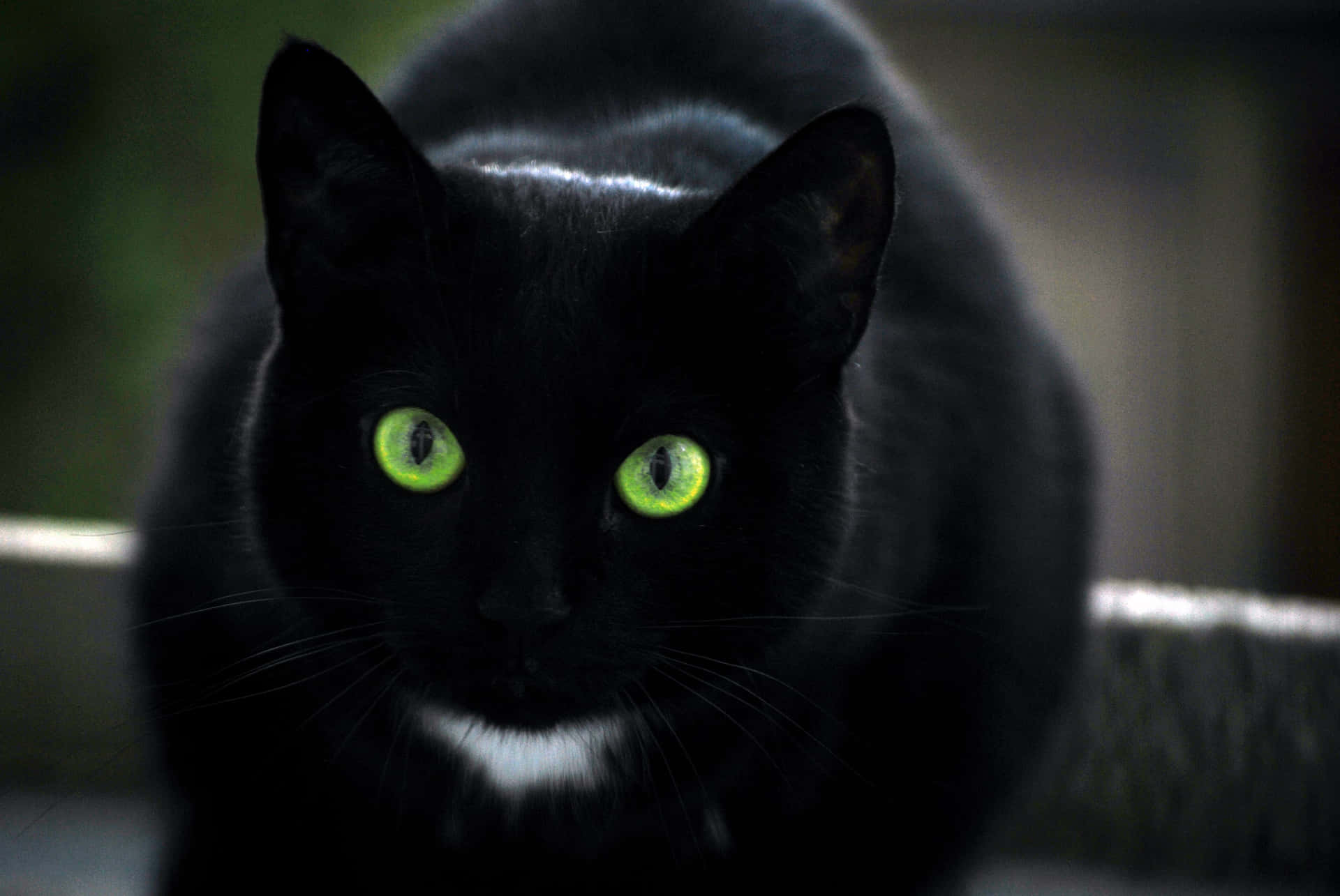 Black Cat With Green Eyes Wallpaper