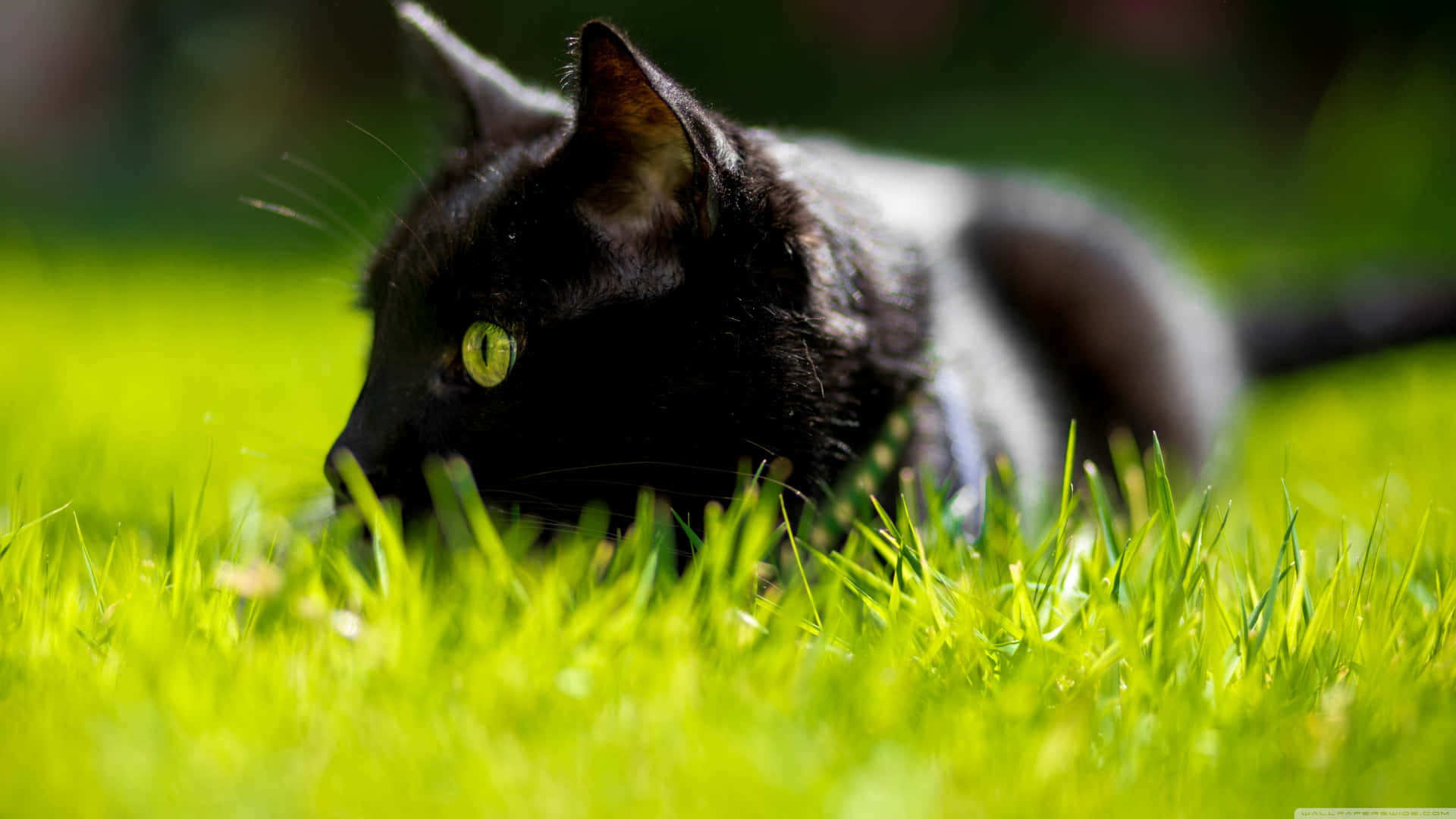 Black Cat With Green Eyes On Grass Background