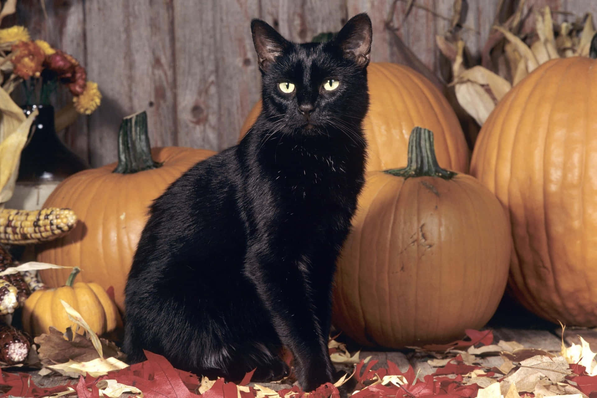 Black Cat With Pumpkins Autumn Backdrop Wallpaper