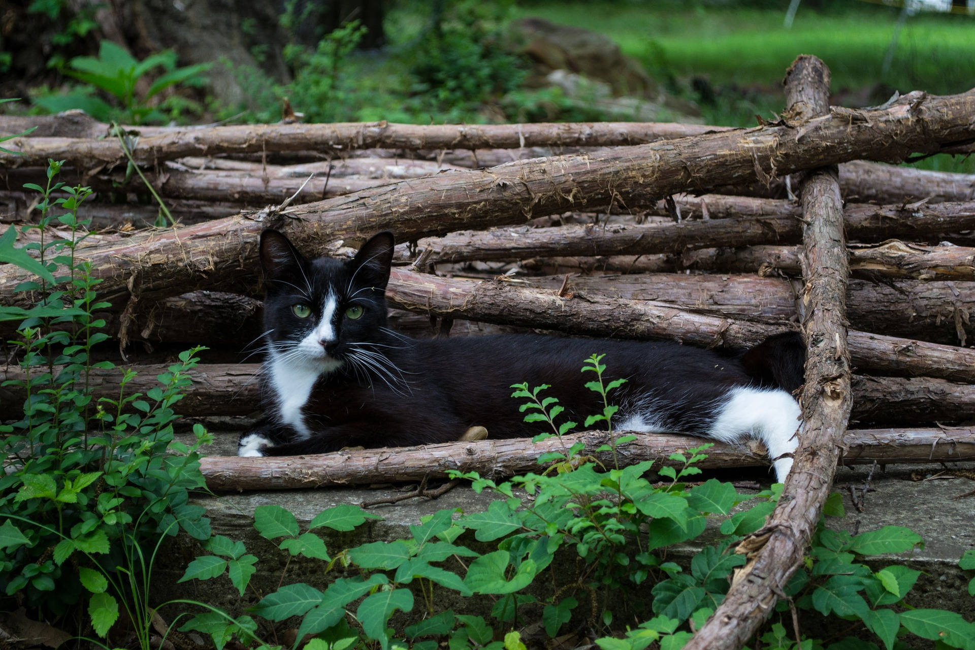 Black Cat Wood Pile