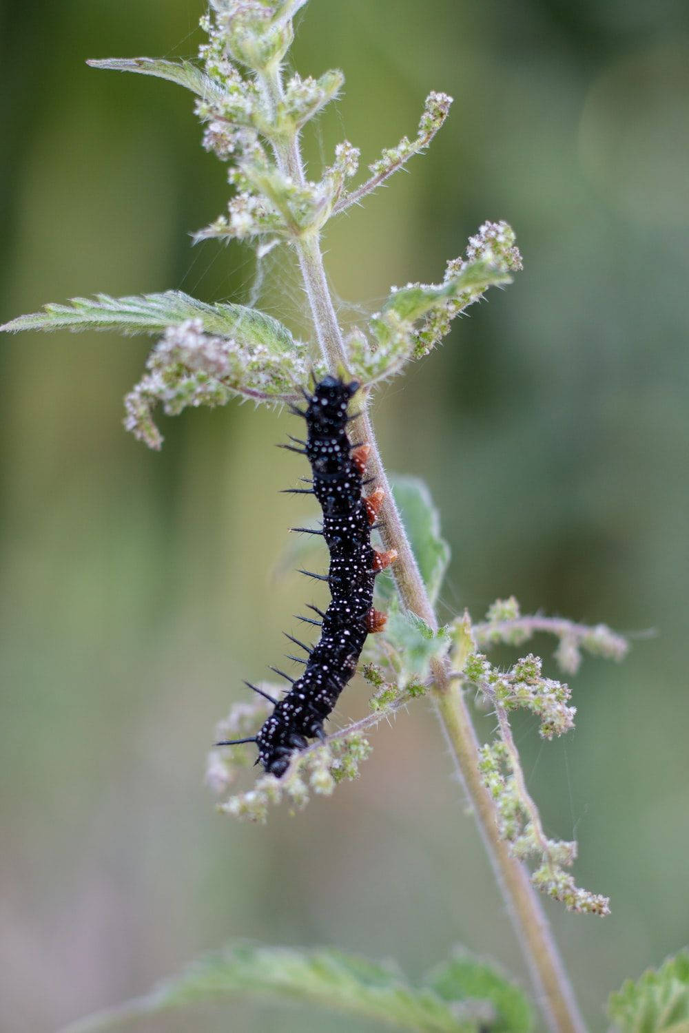 Black Caterpillar With White Spots Background
