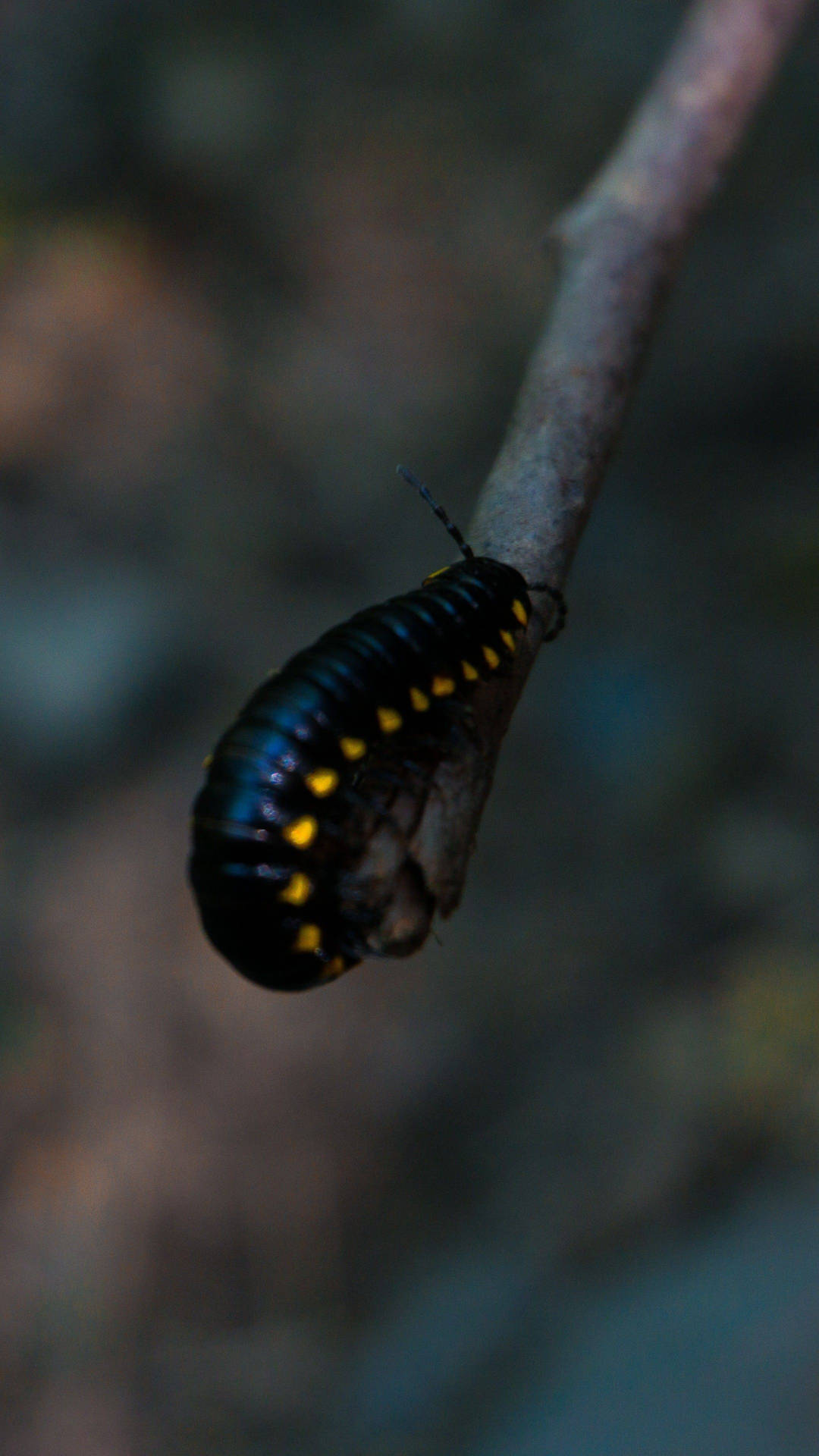 Black Caterpillar With Yellow Spots Background