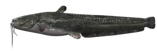 Black Catfish Side View PNG