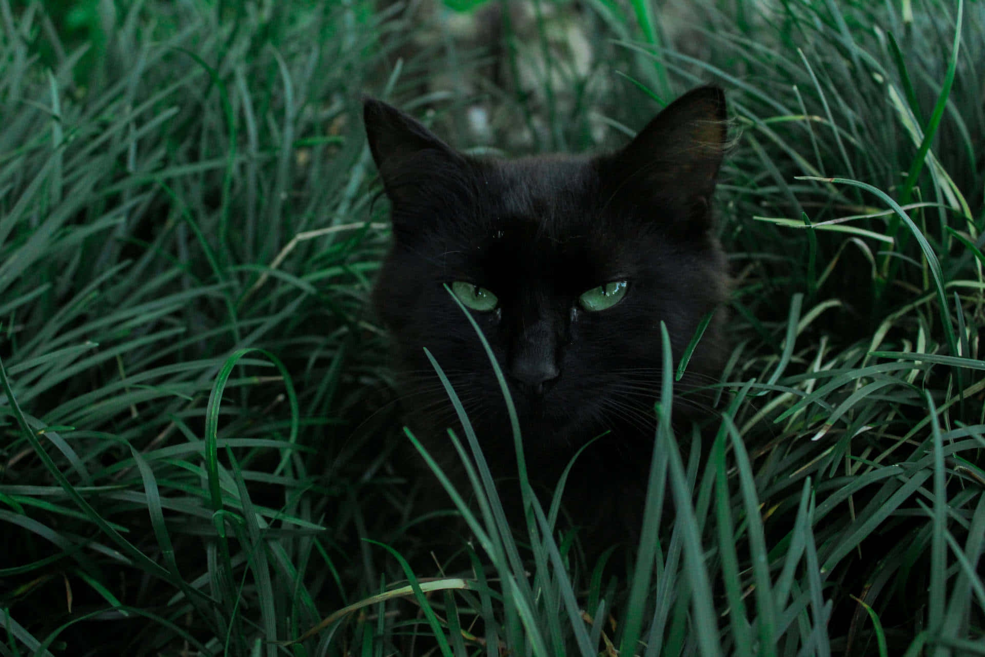 Black Catin Green Grass.jpg Wallpaper
