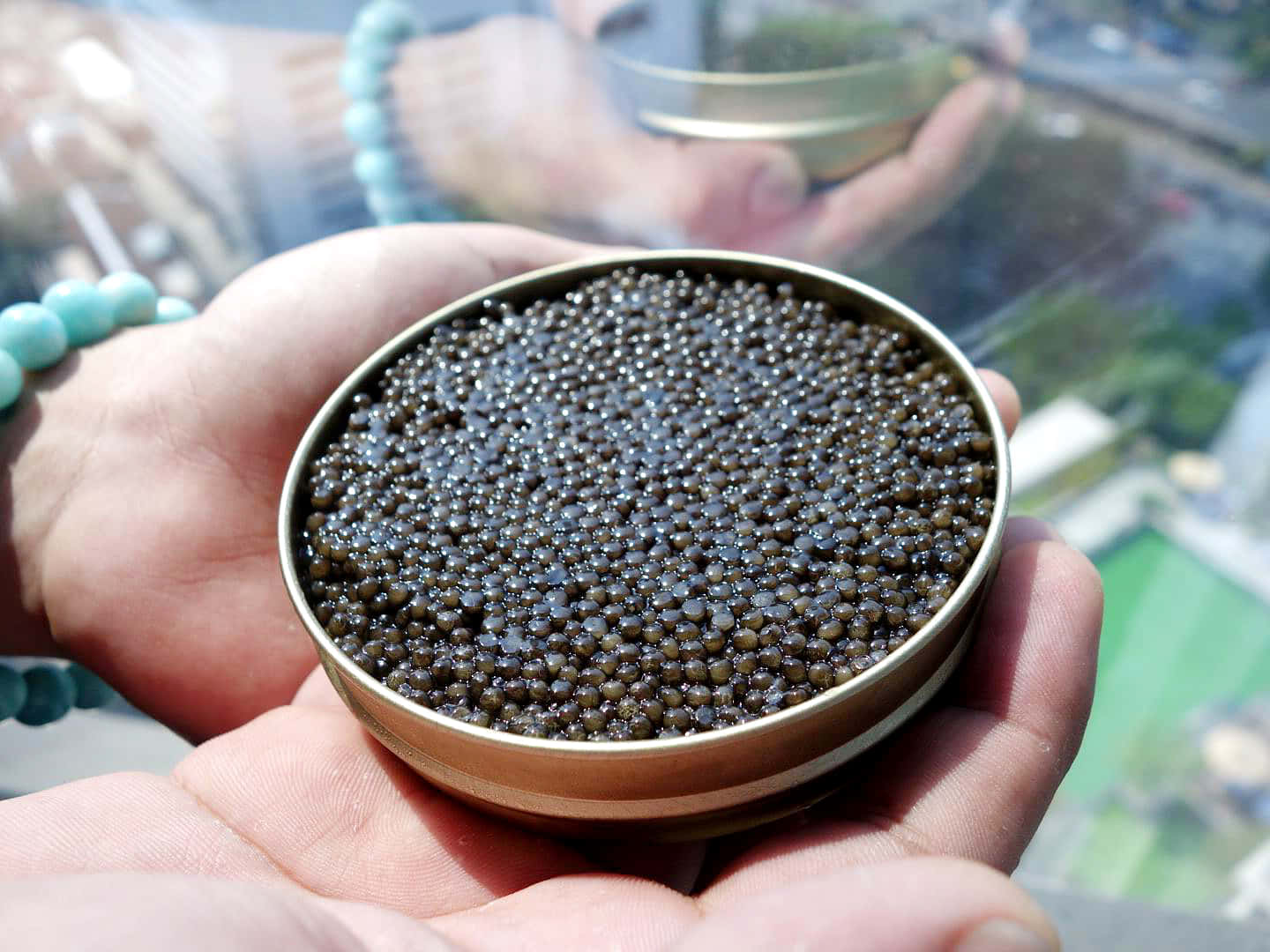 A black Caviar jumps up as far as it can. Wallpaper