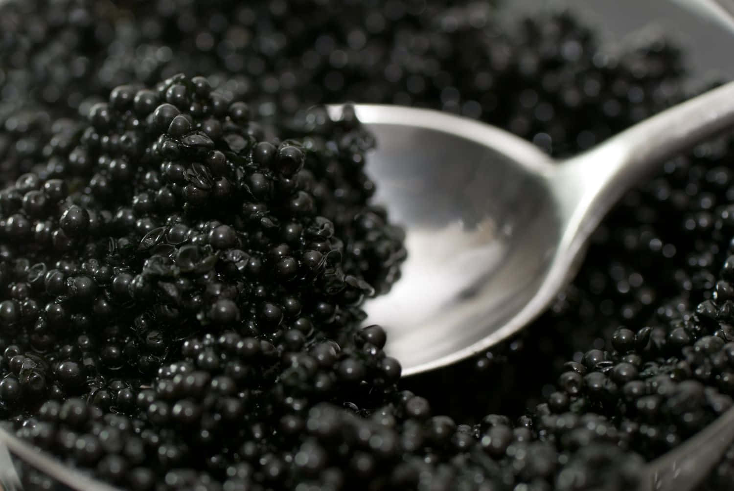 "The beauty of Black Caviar" Wallpaper