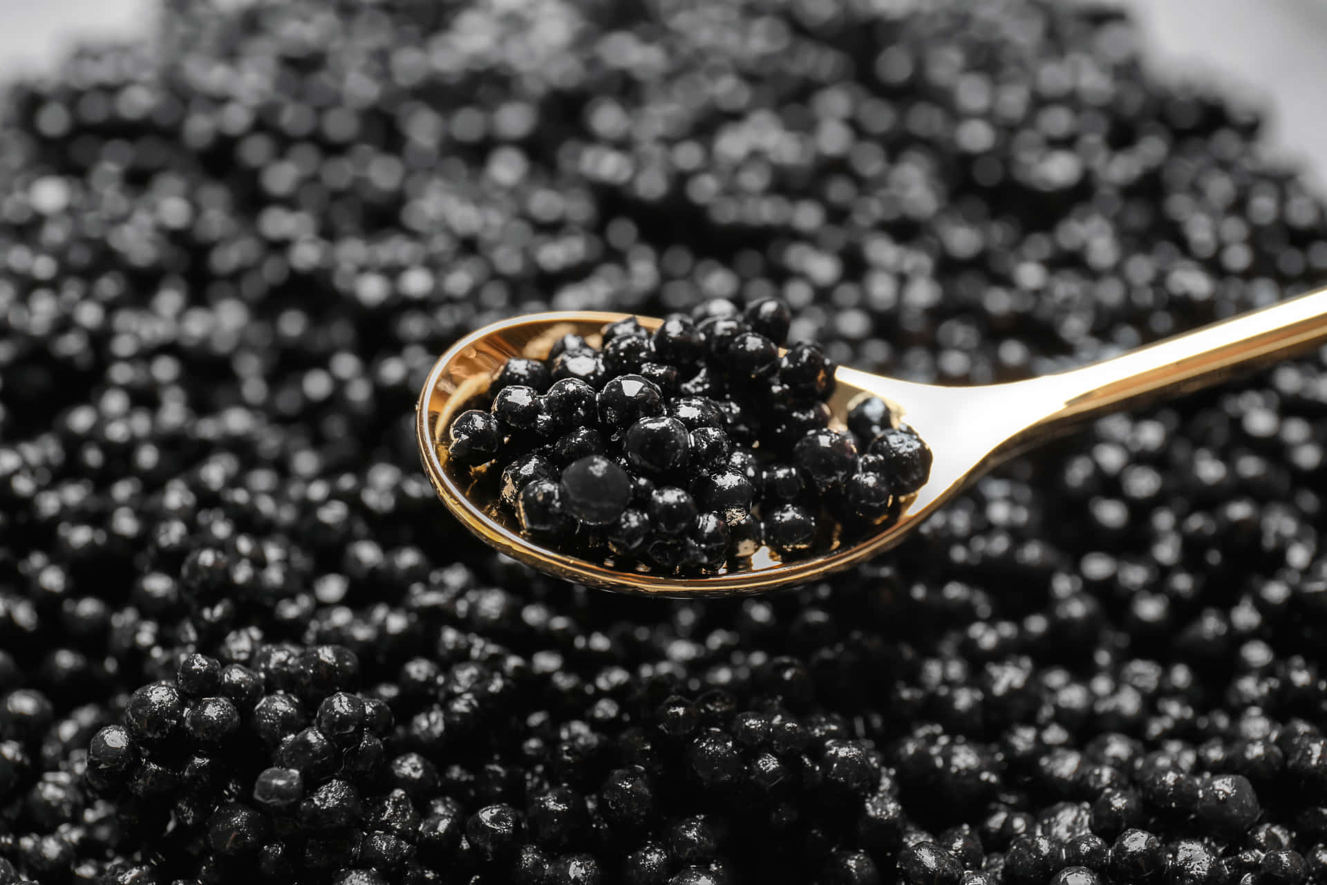 Unmajestuoso Caballo De Caviar Negro Galopando Por El Campo. Fondo de pantalla