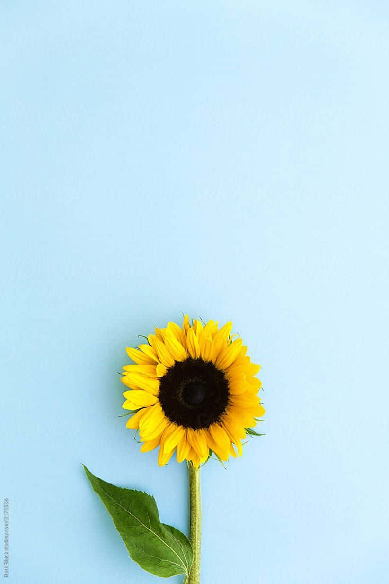 Black Center Bloom Sunflower Wallpaper