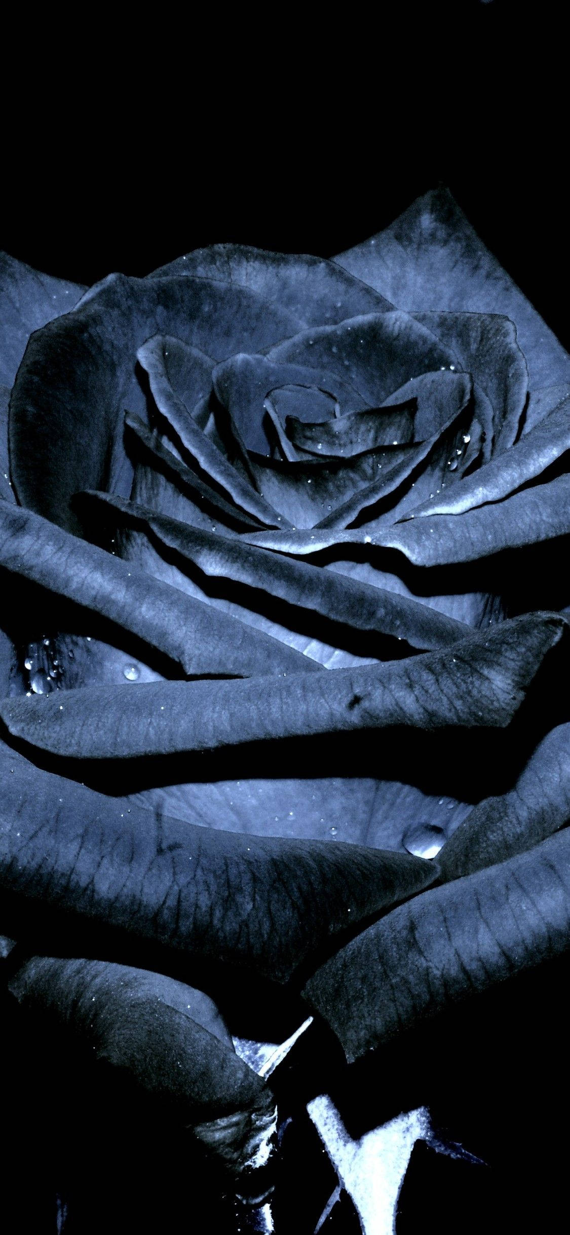 Black Charcoal Black Rose iPhone Wallpaper