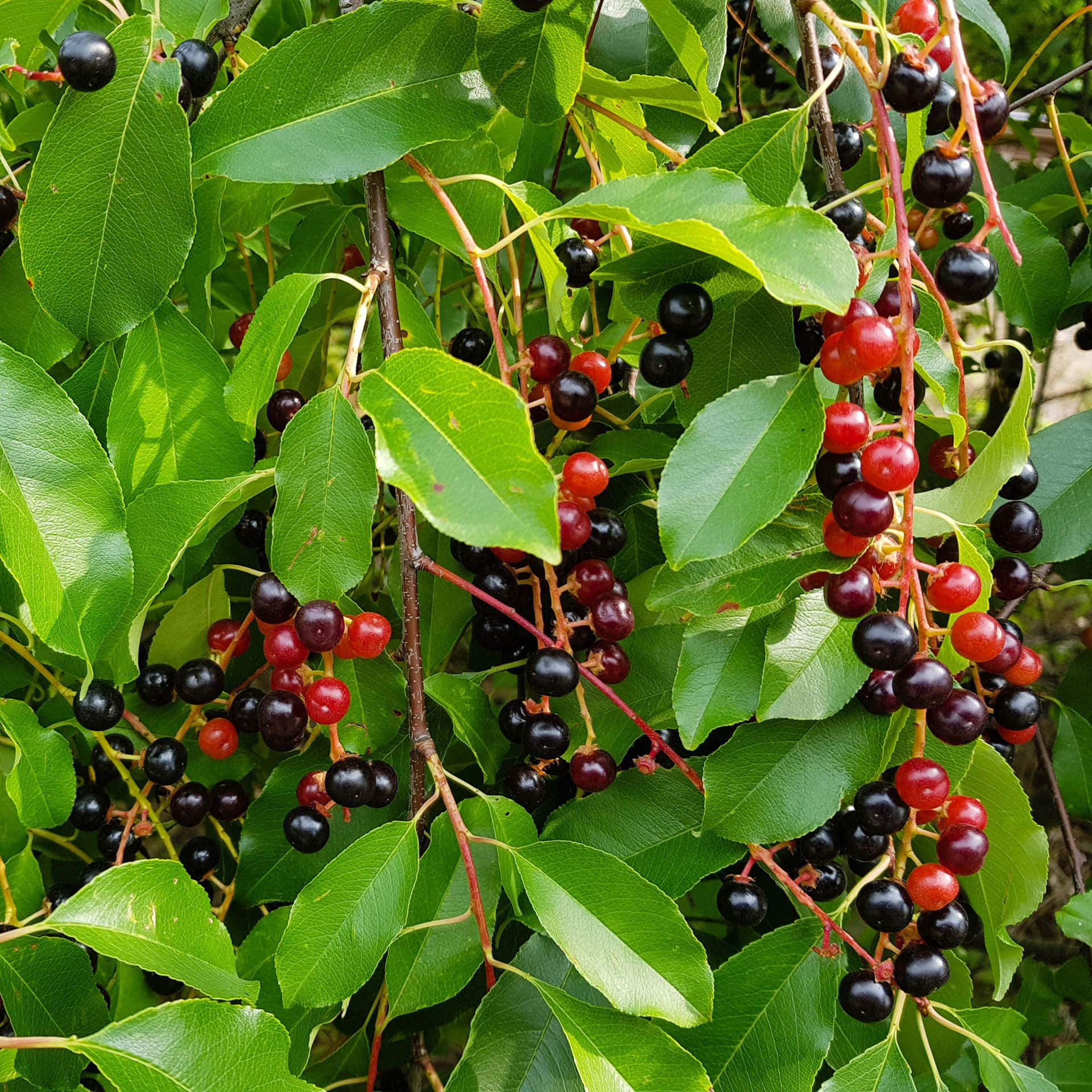 Delicious Black Cherries - Full of Sweet Antioxidant-Rich Flavour Wallpaper