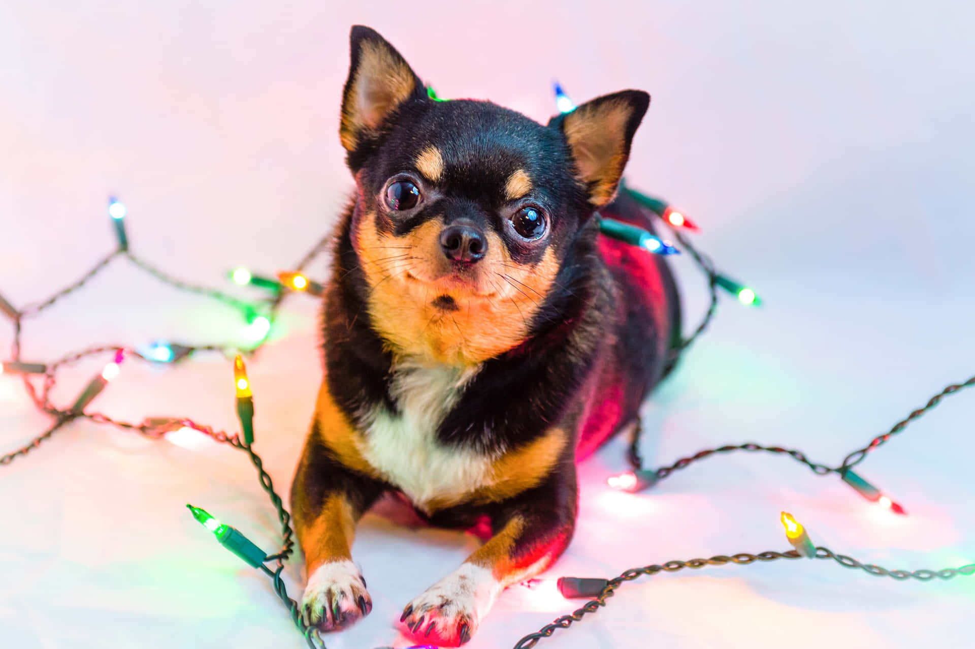 Black Chihuahua Dog Playing Christmas Lights Wallpaper
